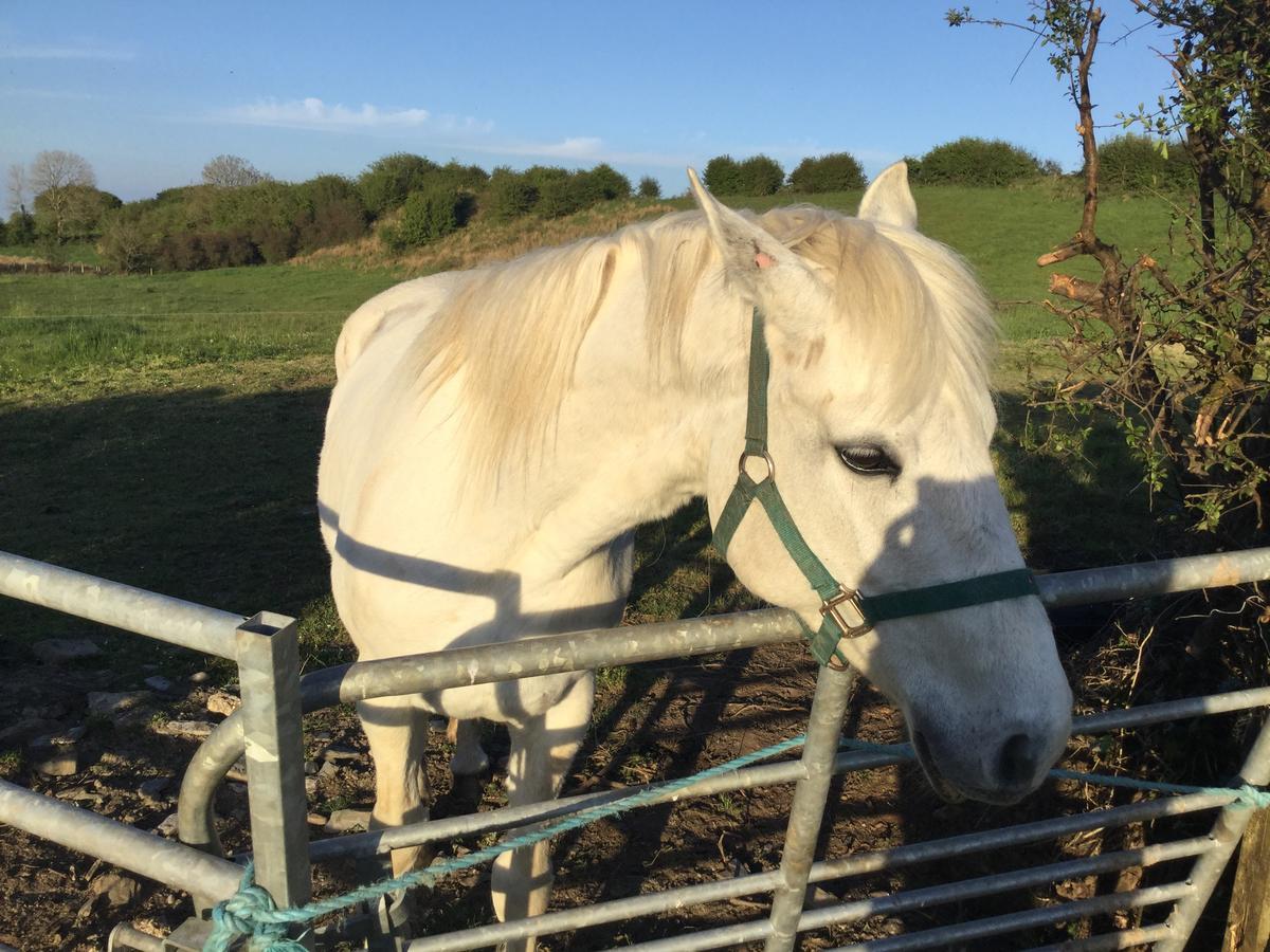 Westport Glamping At Doon Angus Farm Villa Esterno foto